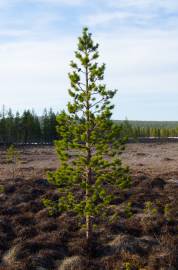 Fotografia da espécie Pinus sylvestris