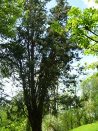 Fotografia da espécie Pinus uncinata