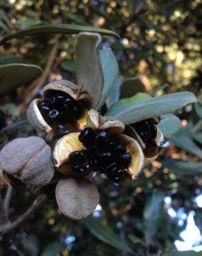 Fotografia 4 da espécie Pittosporum crassifolium no Jardim Botânico UTAD