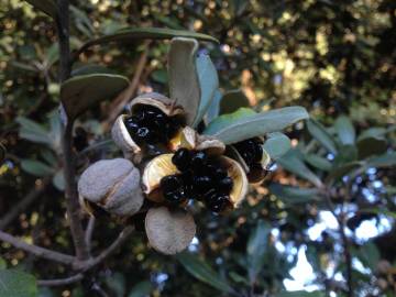 Fotografia da espécie Pittosporum crassifolium