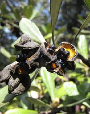 Fotografia 5 da espécie Pittosporum crassifolium no Jardim Botânico UTAD