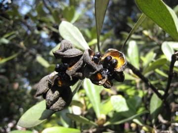 Fotografia da espécie Pittosporum crassifolium