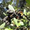 Fotografia 5 da espécie Pittosporum crassifolium do Jardim Botânico UTAD