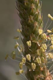 Fotografia da espécie Plantago macrorhiza