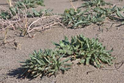 Fotografia da espécie Plantago macrorhiza