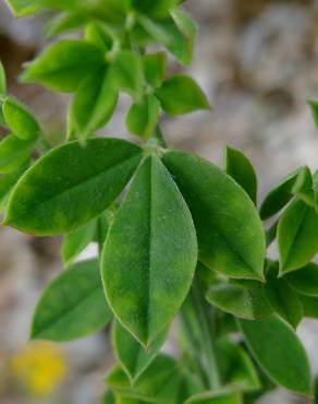 Fotografia 9 da espécie Lupinus luteus no Jardim Botânico UTAD