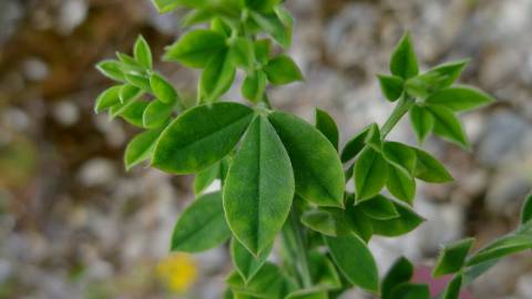 Fotografia da espécie Lupinus luteus