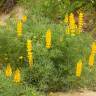 Fotografia 10 da espécie Lupinus luteus do Jardim Botânico UTAD