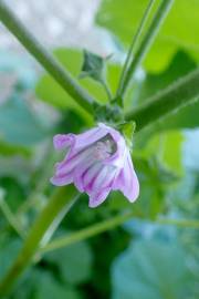 Fotografia da espécie Malva nicaeensis