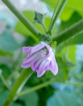 Fotografia 8 da espécie Malva nicaeensis no Jardim Botânico UTAD