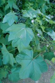 Fotografia da espécie Malva nicaeensis