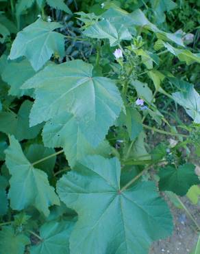 Fotografia 9 da espécie Malva nicaeensis no Jardim Botânico UTAD