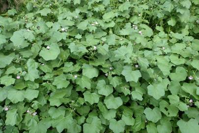 Fotografia da espécie Malva nicaeensis