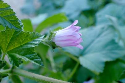 Fotografia da espécie Malva nicaeensis