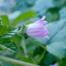 Fotografia 11 da espécie Malva nicaeensis do Jardim Botânico UTAD