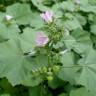 Fotografia 12 da espécie Malva nicaeensis do Jardim Botânico UTAD