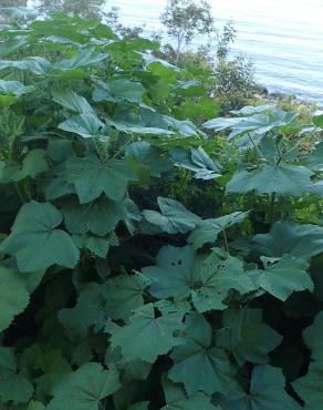 Fotografia 14 da espécie Malva nicaeensis no Jardim Botânico UTAD