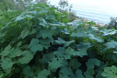 Fotografia da espécie Malva nicaeensis