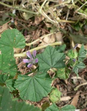 Fotografia 15 da espécie Malva nicaeensis no Jardim Botânico UTAD