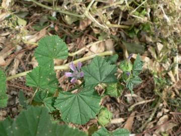 Fotografia da espécie Malva nicaeensis