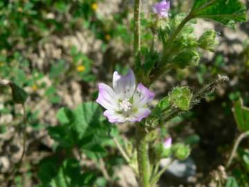 Fotografia da espécie Malva nicaeensis