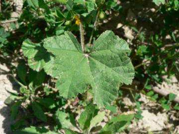 Fotografia da espécie Malva nicaeensis