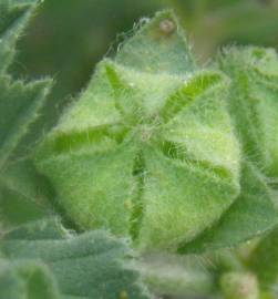 Fotografia da espécie Malva nicaeensis