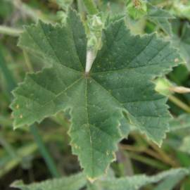 Fotografia da espécie Malva nicaeensis