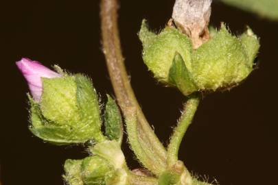 Fotografia da espécie Malva nicaeensis