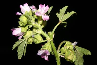 Fotografia da espécie Malva nicaeensis