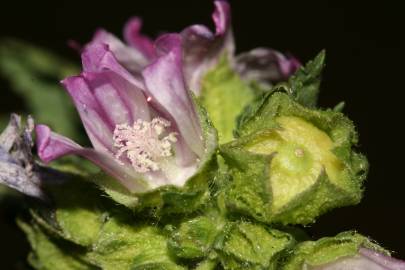 Fotografia da espécie Malva nicaeensis