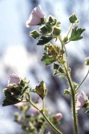 Fotografia da espécie Malva hispanica