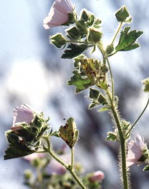 Fotografia 9 da espécie Malva hispanica no Jardim Botânico UTAD