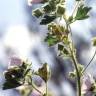 Fotografia 9 da espécie Malva hispanica do Jardim Botânico UTAD