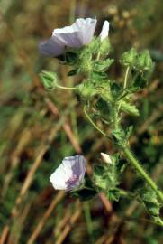 Fotografia da espécie Malva hispanica