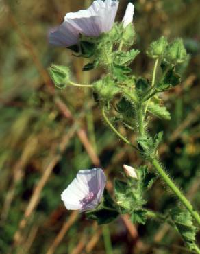 Fotografia 10 da espécie Malva hispanica no Jardim Botânico UTAD