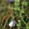 Fotografia 10 da espécie Malva hispanica do Jardim Botânico UTAD