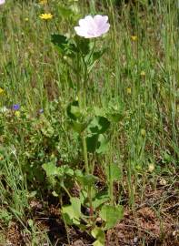 Fotografia da espécie Malva hispanica