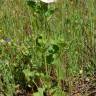 Fotografia 11 da espécie Malva hispanica do Jardim Botânico UTAD