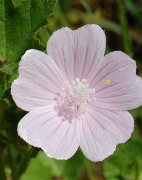 Fotografia 1 da espécie Malva hispanica no Jardim Botânico UTAD