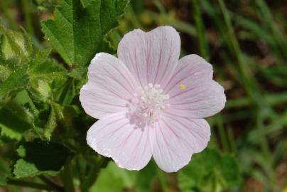 Fotografia da espécie Malva hispanica