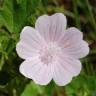 Fotografia 1 da espécie Malva hispanica do Jardim Botânico UTAD