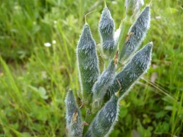 Fotografia da espécie Lupinus luteus