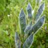 Fotografia 11 da espécie Lupinus luteus do Jardim Botânico UTAD