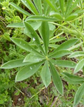 Fotografia 13 da espécie Lupinus luteus no Jardim Botânico UTAD