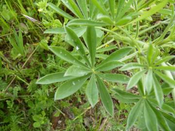 Fotografia da espécie Lupinus luteus