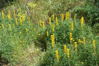 Fotografia da espécie Lupinus luteus