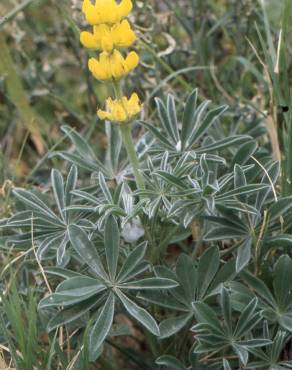 Fotografia 16 da espécie Lupinus luteus no Jardim Botânico UTAD