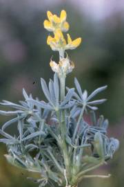 Fotografia da espécie Lupinus luteus