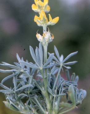 Fotografia 17 da espécie Lupinus luteus no Jardim Botânico UTAD